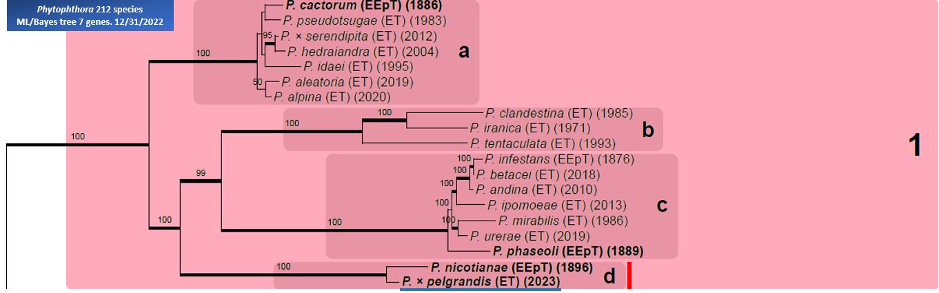    Phytophthora  spp. in subclade 1d:  portion of the seven-loci ML phylogeny featuring the type cultures of 212 described species (by T. Bourret). Notice the position of   P. times;pelgrandis  Ex-type CBS 123385 = Samp;T BL 122 . Gloria Abad, USDA Samp;T.
